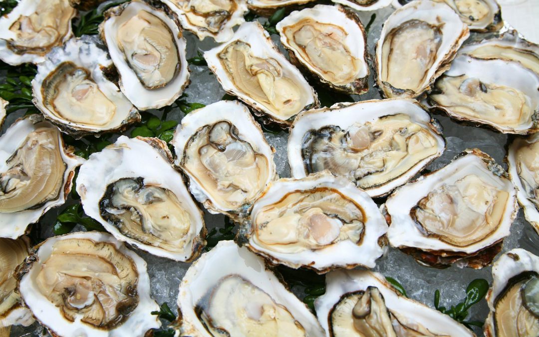 Oysters – Fine de Clair No.3 from Normandie